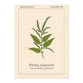 Prickly Amaranth Amaranthus spinosus , or Needle burr, medicinal plant
