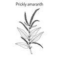 Prickly Amaranth medicinal plant
