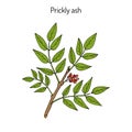 Prickly ash Zanthoxylum americanum ,