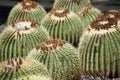 Prickly balls. Cactus grows in a group