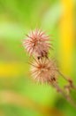 Prickly balls of field plants