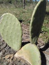 Prickly Beauty: Capturing the Majesty of a Prickly Pear Cactus