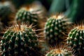 Prickly Beauty: Closeup of Cactus Spines on a Background. Perfect for Posters and Web Design. Royalty Free Stock Photo