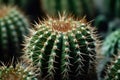 Prickly Beauty: Closeup of Cactus Spines on a Textured Background for Posters and Web. Royalty Free Stock Photo