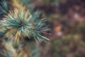 Soft colors prickly branches of a fur-tree or pine. Fluffy fir tree branch close up. background blur Royalty Free Stock Photo