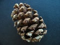 Prickly brown cone of Bristlecone pine tree species