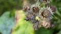 Prickly brown fruits of burdock on a sunny day. White spider web, closeup