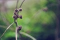 A prickly burdock flower, against the background of a blurred herb garden. Flowering medicinal plant burdock, prickly