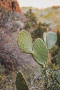 prickly cactus bush in zion national park Royalty Free Stock Photo