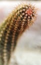 Prickly cactus closeup shot Royalty Free Stock Photo