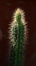 Prickly cactus closeup shot Royalty Free Stock Photo