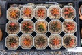 Prickly cactus growing in a pot. . Desert plant. Group of small cactus in the pot Royalty Free Stock Photo