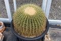Prickly cactus growing in a pot. Goloden Echinopsis calochlora cactus. Desert plant. Group of small cactus in the pot Royalty Free Stock Photo