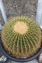 Prickly cactus growing in a pot. Goloden Echinopsis calochlora cactus. Desert plant. Group of small cactus in the pot Royalty Free Stock Photo