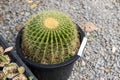 Prickly cactus growing in a pot. Goloden Echinopsis calochlora cactus. Desert plant. Group of small cactus in the pot Royalty Free Stock Photo