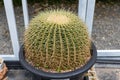 Prickly cactus growing in a pot. Goloden Echinopsis calochlora cactus. Desert plant. Group of small cactus in the pot Royalty Free Stock Photo