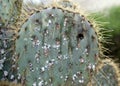 Prickly cactus infested with scale insects