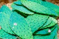 Prickly cactus leaves cactus pads for Mexican or Latin American cooking, in a basket, being sold in a farmer`s market. Bright gr