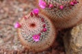 Blooming cactus flowers