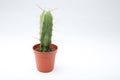 Prickly cactus in a pot on a white background on the side with copy space