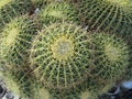 Isolated Closeup Prickly Cactus Texture