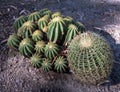 Prickly cactus succulents