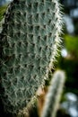 Prickly cactus in Utopia Orchid Park, Israel Royalty Free Stock Photo