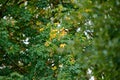 Prickly castor oil tree leaves changing in autumn from green to yellow in a remote forest or countryside in Norway