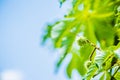 Prickly chestnuts against the background of green leaves and blue sky. Ripe chestnuts. Young prickly chestnuts on a branch. Royalty Free Stock Photo