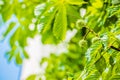 Prickly chestnuts against the background of green leaves and blue sky. Ripe chestnuts. Young prickly chestnuts on a branch. Royalty Free Stock Photo