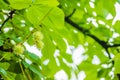 Prickly chestnuts against the background of green leaves and blue sky. Ripe chestnuts. Young prickly chestnuts on a branch. Royalty Free Stock Photo