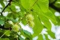 Prickly chestnuts against the background of green leaves and blue sky. Ripe chestnuts. Young prickly chestnuts on a branch. Royalty Free Stock Photo