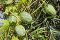 Prickly cucumbers