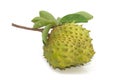 Prickly Custard Apple fruit. (Annona muricata L.)