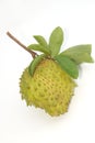 Prickly Custard Apple fruit. (Annona muricata L.)