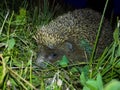 Prickly cute hedgehog in posing in grass in garden during night time