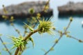 A prickly flower against the sea.