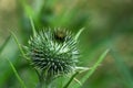 Prickly flower bud of a thistle against a blurred green background with copy space, close up shot, selected focus