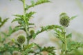 Prickly flower Bud Royalty Free Stock Photo