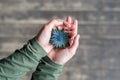 Prickly flower in female hands