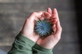 Prickly flower in female hands