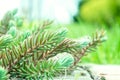 Prickly forest plant up close. Grass by the road Royalty Free Stock Photo