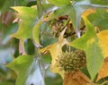 Prickly fruit on Maple tree