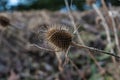 The prickly fruit of the Teasel wildflower.