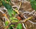 Prickly fruit of the toxic thorn apple (Datura stramonium) Royalty Free Stock Photo