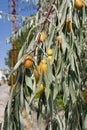 Prickly fruit trees, oleaster trees and their fruits