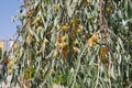 Prickly fruit trees, oleaster trees and their fruits
