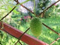 Prickly fruit of wild cucumber lat. Ecballium elaterium