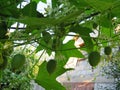 Prickly fruit of wild cucumber lat. Ecballium elaterium