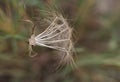 Prickly goldenfleece wild flower Royalty Free Stock Photo